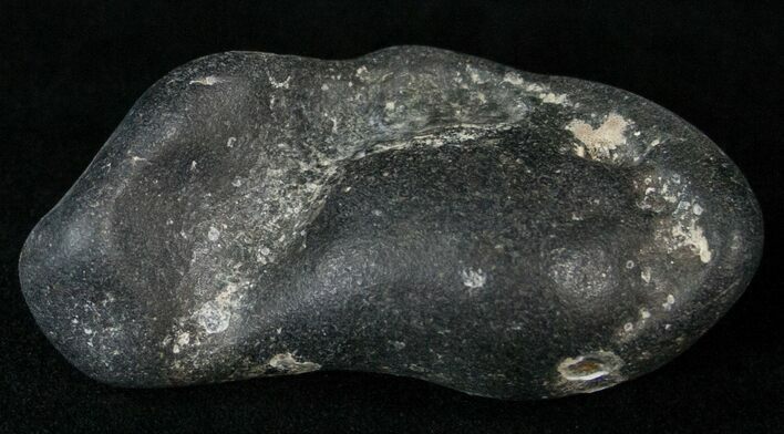 Bargain Fossil Whale Ear Bone - Miocene #18188